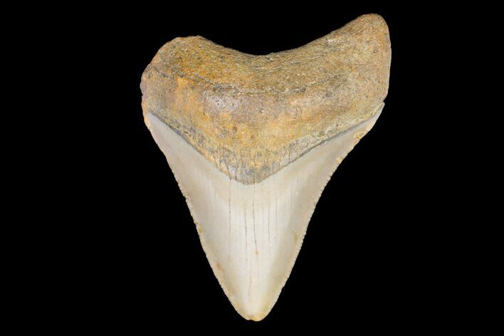 Juvenile Megalodon Tooth - North Carolina #147742